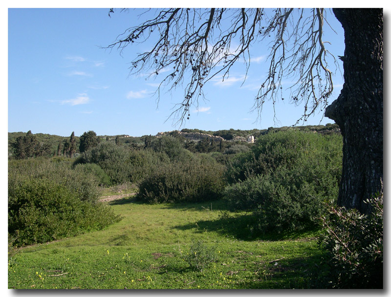 Segnali di primavera a Selinunte (TP)